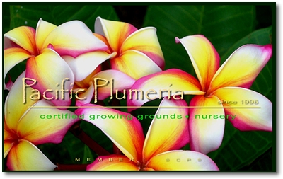 Pacific Plumeria